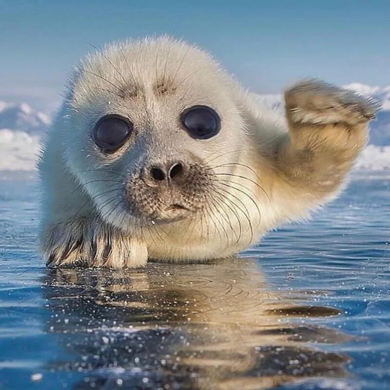 балтийская кольчатая нерпа. тюлень. морской котик смешной. сивуч морской котик тюлень. морской котик и байкальская нерпа.