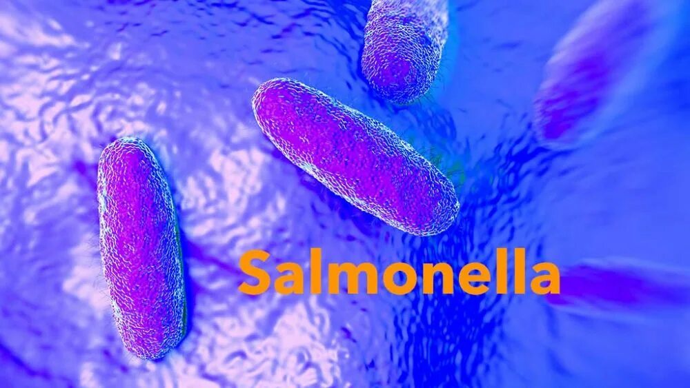 Salmonella enterica. Сальмонелла enterica. Сальмонелла энтерика. Сальмонелла под микроскопом.