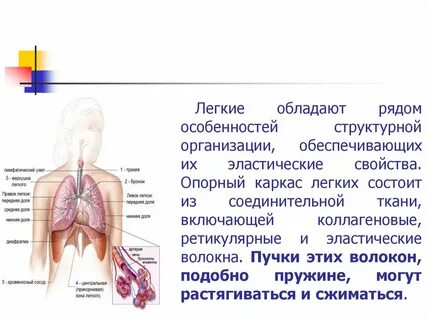 Легкие состоят из