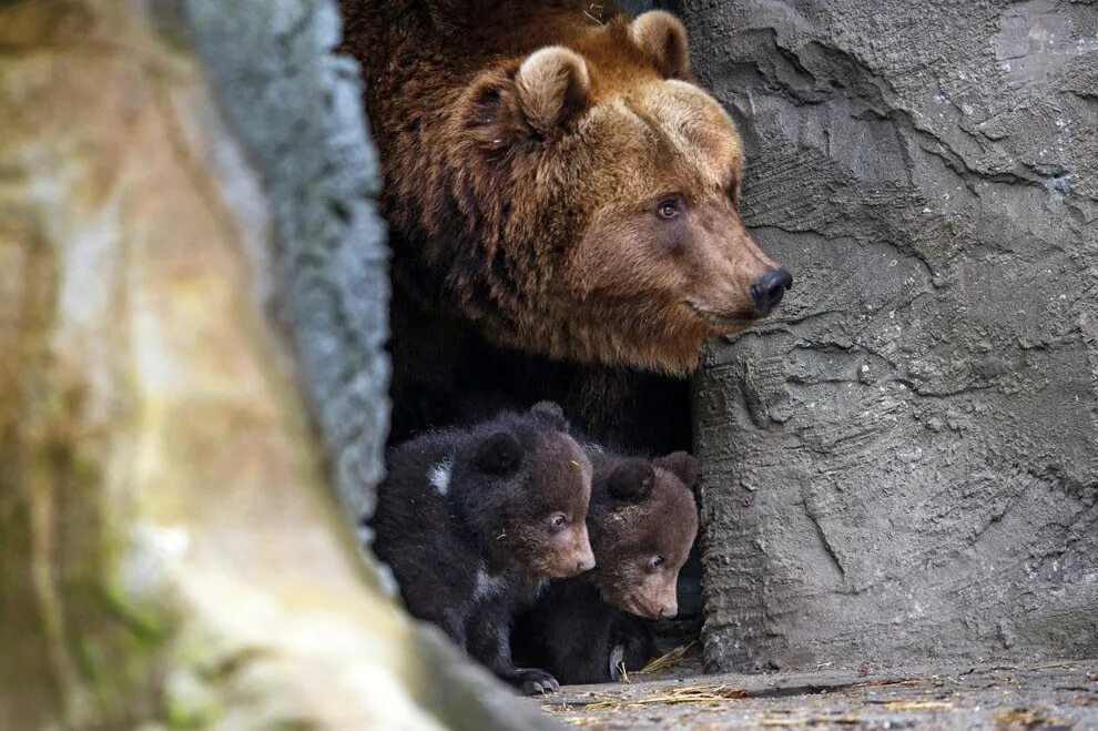 Московский зоопарк бурый медведь. Бурый медведь с медвежатами в берлоге. Медведица с медвежатами. Животные весной.