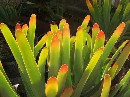 Knows that plants
