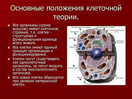Клеточная теория строения организмов вирусы 9