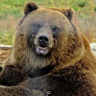 Grizzly