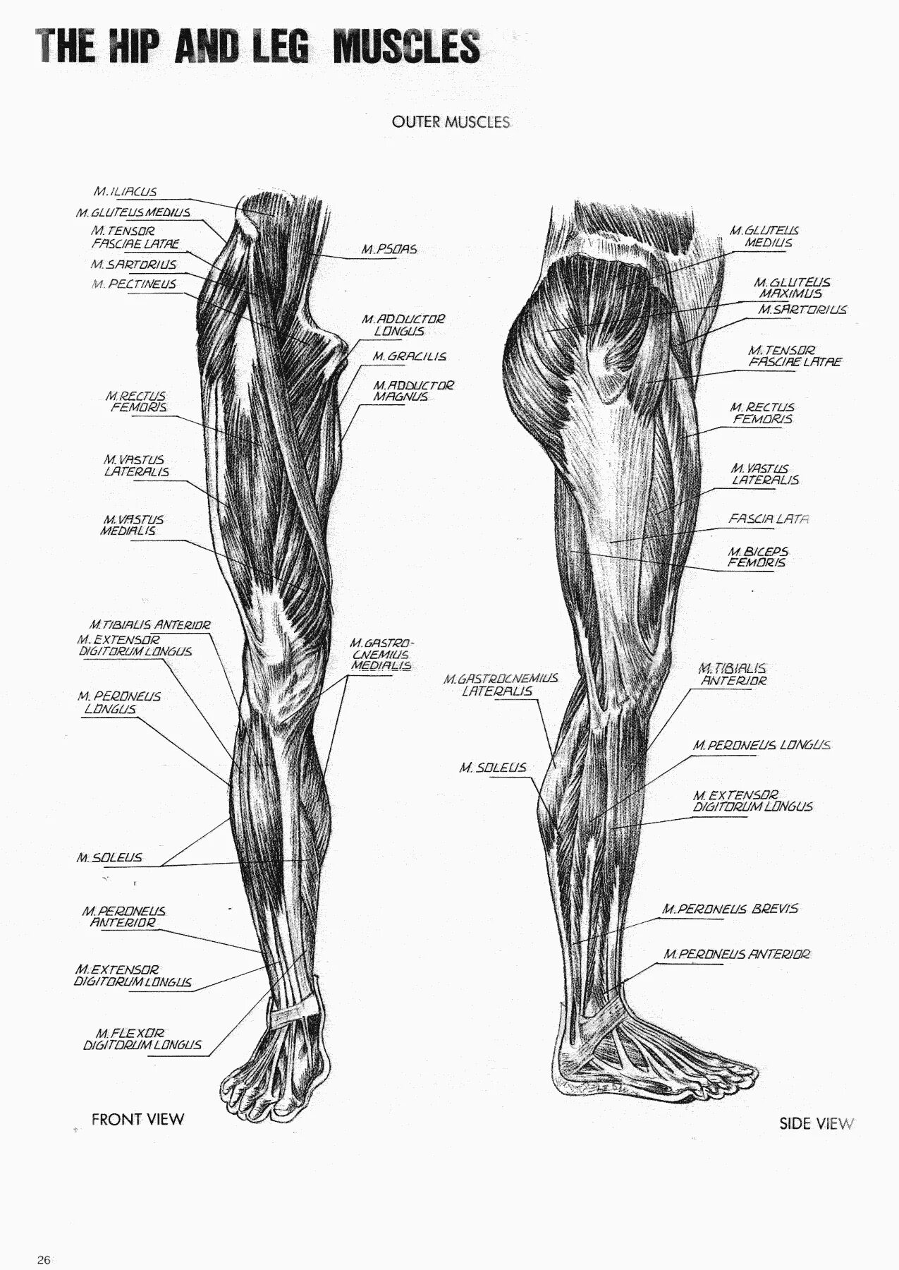 Нижние конечности тела. Мышцы нижней конечности анатомия строение. Мышцы нижних конечностей человека анатомия. Строение мышц нижних конечностей. Схема мышц нижних конечностей человека.