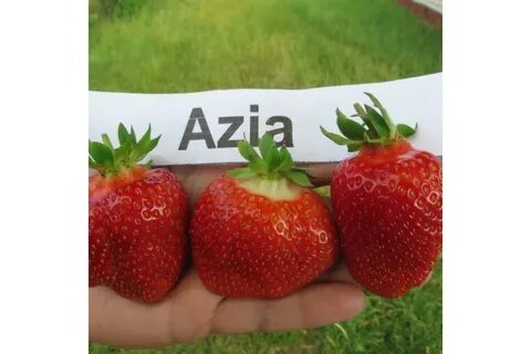 Клубника азия описание сорта и характеристика фото
