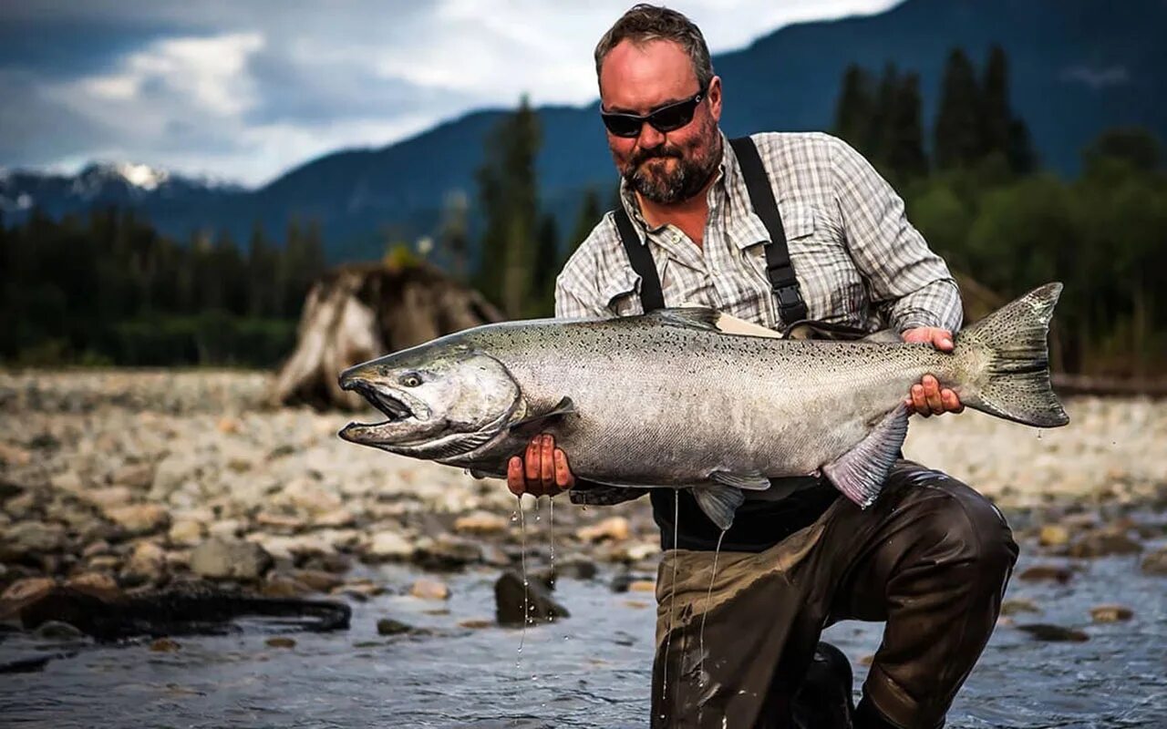 Ловля на дальний. King Salmon (Chinook). Чавыча Камчатка. Чавыча рыба. Рыбалка на Камчатке.