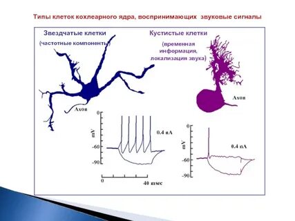Временная клетка