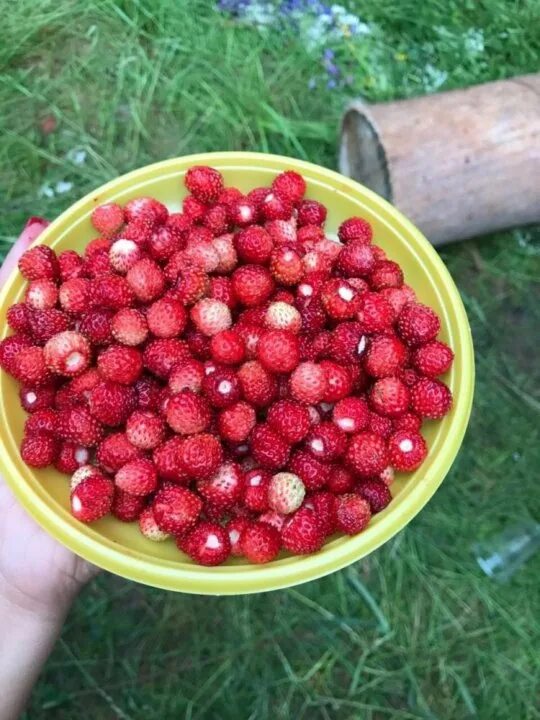 Саженцы клубники купить в Барнауле, цена 20 руб., дата размещения: 29.07.2024