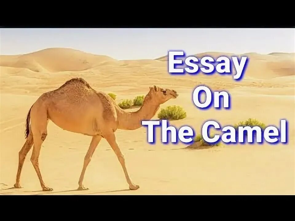 The camel was very thirsty. На английском Camel. Кэмел Хамп. A Camel in English. Camel ship Size.