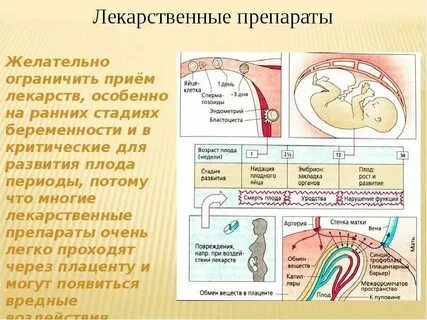Препарат зародыша