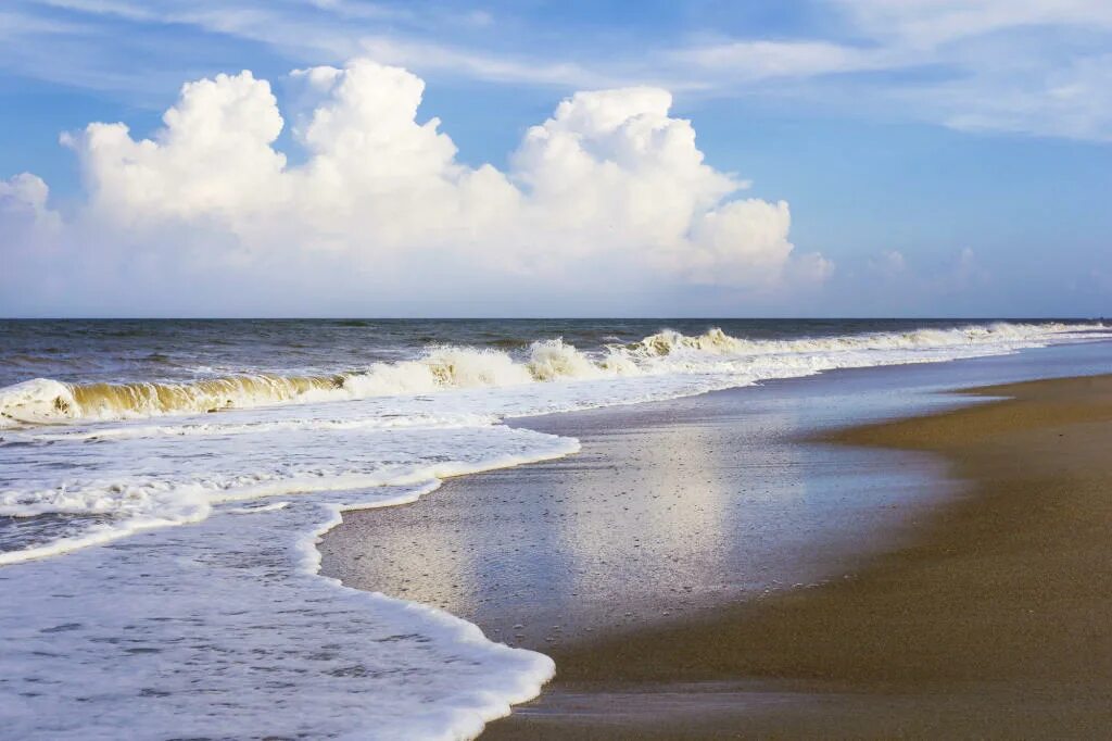 Assateague Island. Atlantic Cape Home Page.