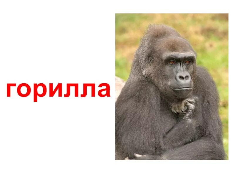 Составить из букв горилла. Горилла презентация. карточки горилла. шимпанзе. доклад про гориллу.