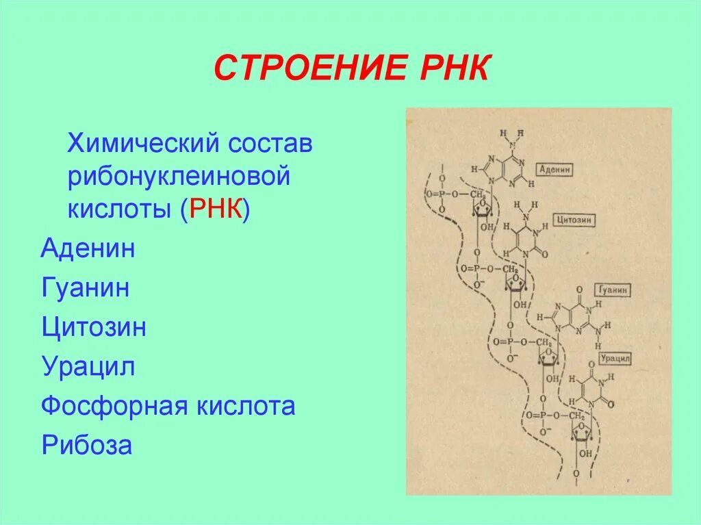 Особенности молекулы рнк. Химическая структура РНК. РНК строение химия. Хим строение молекулы РНК. Строение РНК схема формула.