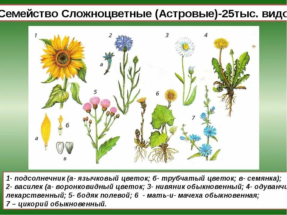 Двудольные семейство Сложноцветные. Двудольные цветки у сложноцветных. Двудольные растения Сложноцветные. Двудольные Астровые растения.