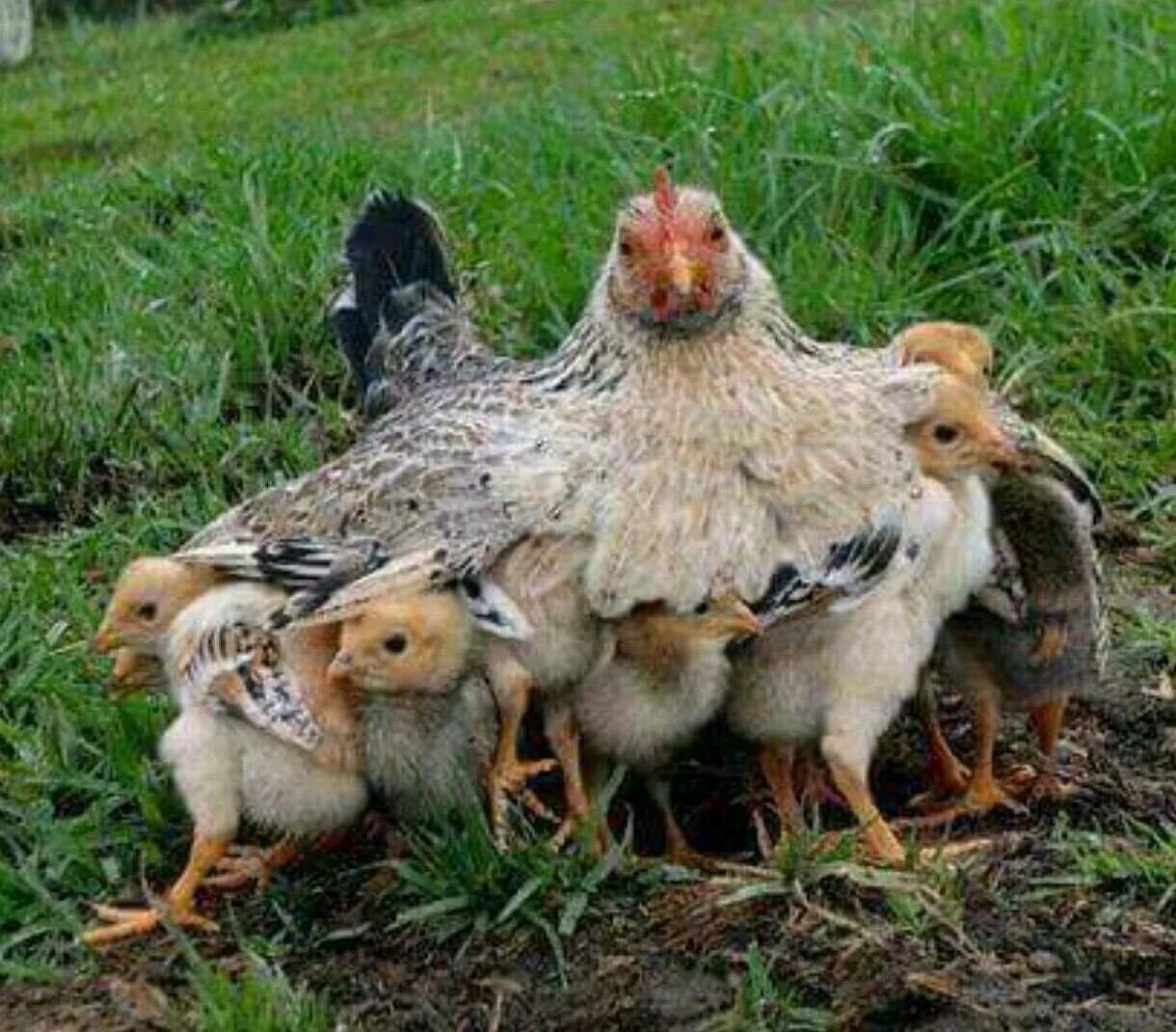 День домашних птиц. Курочка наседка. Наседка с цыплятами. Куры и цыплята. Курица с цыплятами.