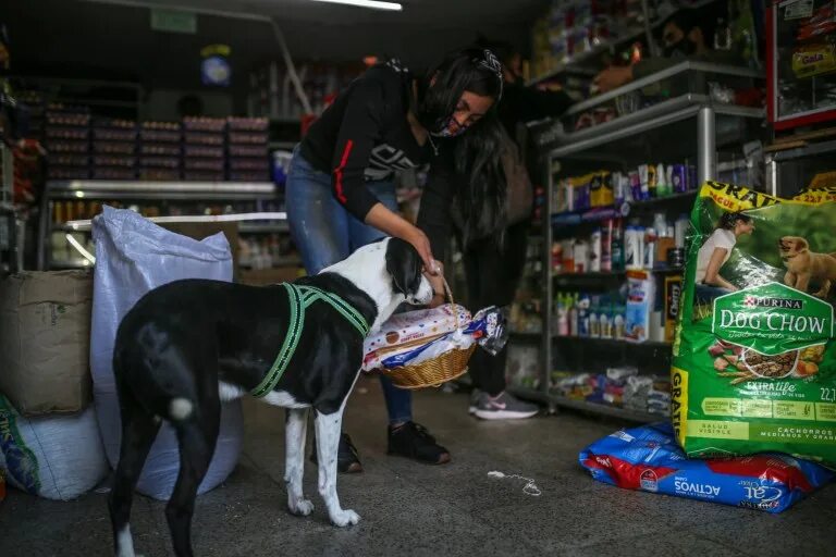 Можно ходить с собаками в магазин. Собаки в Колумбии. Собака несет продукты. Коломбиана собаки. Собака в магазине.