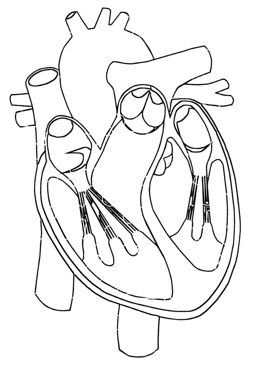 макет внутренних органов. контур человека с внутренними органами. раскрась органы. органы человека рисунок. раскрась органы.