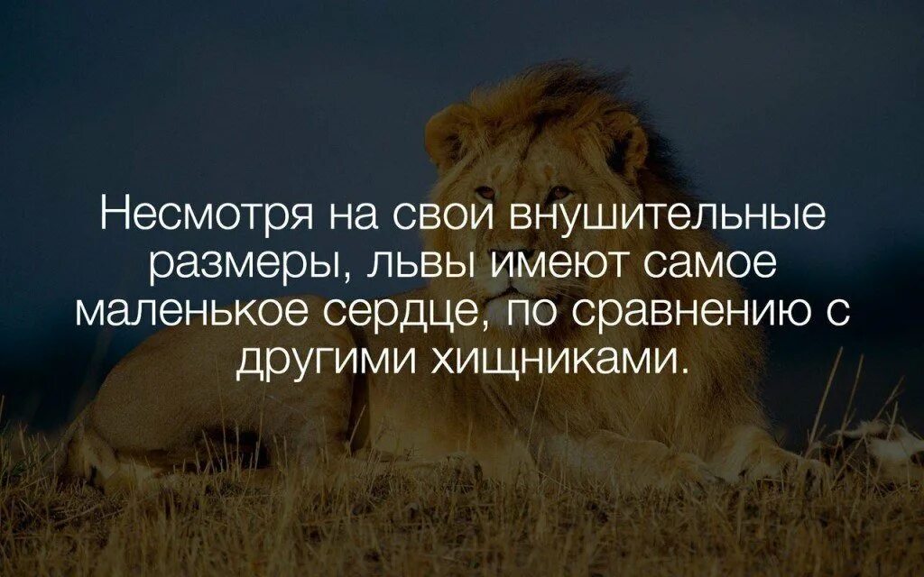 Лев интересные факты. Факты о львах. лев интересный. факты про львов. самое интересное о львах.