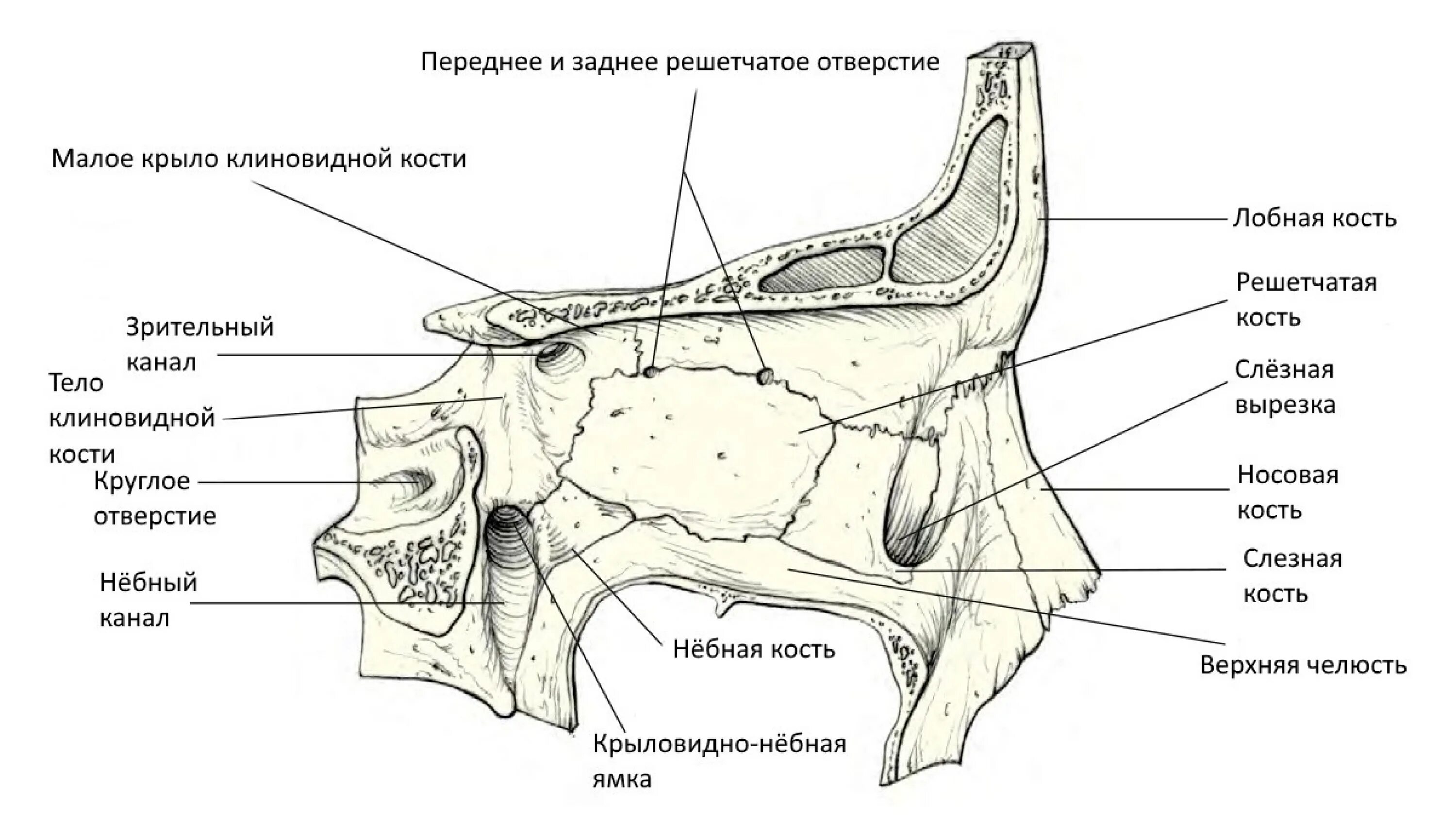 1 строение глазницы. Медиальная стенка глазницы анатомия. Глазничная кость анатомия. Переднее решетчатое отверстие глазницы. Переднее и заднее решетчатое отверстие.