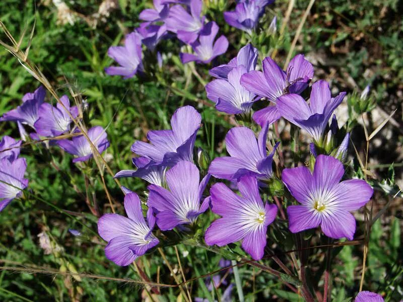 Лён многолетний – Linum perenne l.. Лен шерстистый. Лен Пилигрим. Линум цветок. Цветы похожие на лен