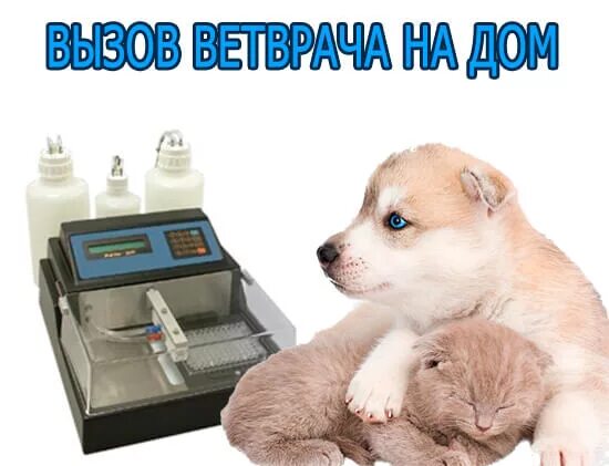 Ветклиника выезд на дом