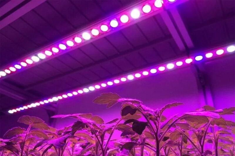 Led plant lights. Светодиодные светильники для теплиц. Ультрафиолетовая лампа для теплицы. Фитолампы для теплиц. Лампы для оранжереи.