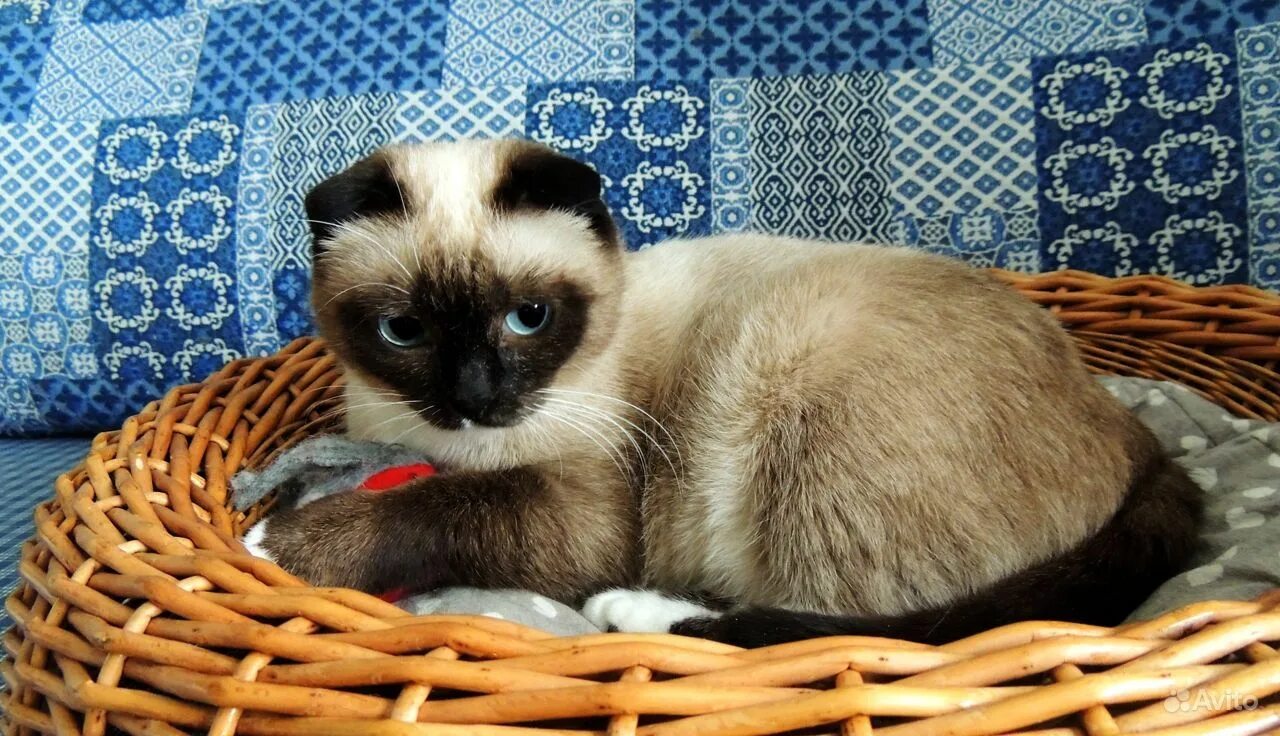 тайская вислоухая кошка. сиамский вислоухий кот. сиамский вислоухий кот. шотландская колорпойн вислоухая. шотландская вислоухая сиамская кошка.