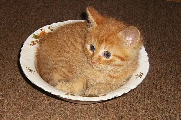 Пожру посплю. Поели можно и поспать. Пироги с котятами. Смешные рыжики. Рыжий кот котлета.