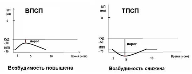 Впсп это. График впсп и тпсп физиология. механизмы формирования впсп и тпсп физиология. ионный механизм формирования тпсп. ионный механизм формирования тпсп схема.
