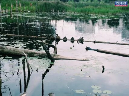 Утиное озеро дзержинск