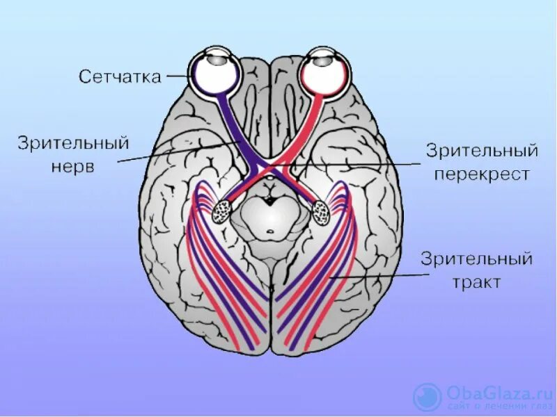 Зрительные нервы анатомия. Хиазма зрительных нервов строение. Центр зрения в головном мозге. Строение зрительной коры головного мозга. Зрительные нервы в головном мозге.