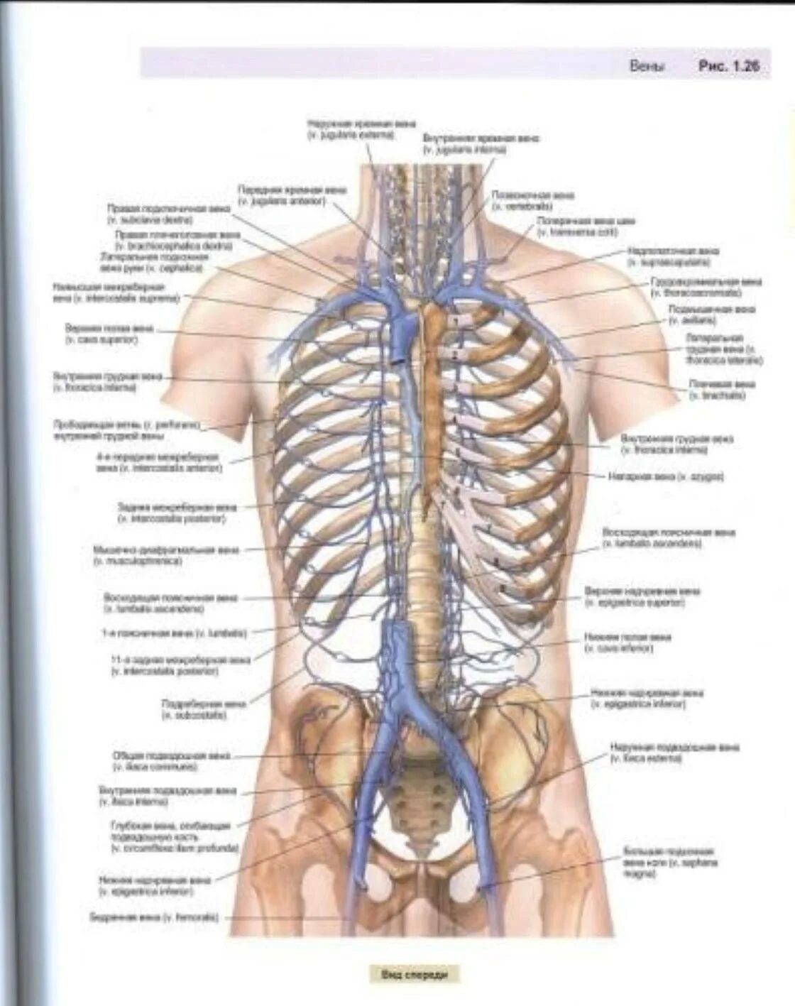 Какие органы у человека с левой. Внутренние органы сзади слева. Органы справа сзади под ребрами. Органы человека спереди слева. Органы человека в левом боку под ребрами спереди.
