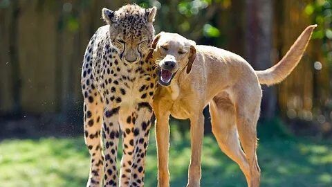 Animal one