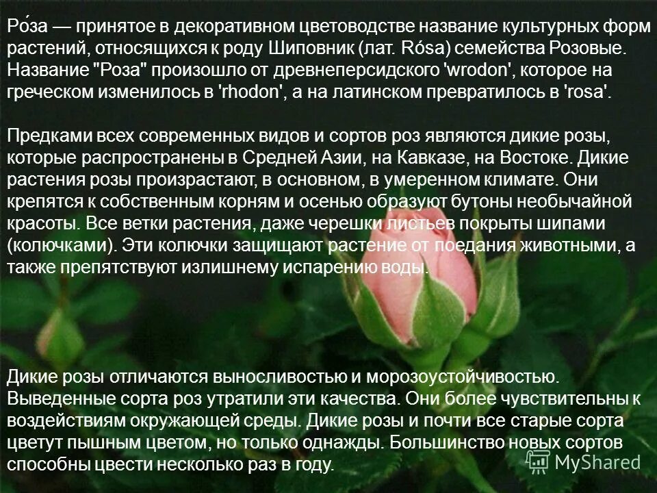 Описание цветка розы в научном стиле. Описание цветка розы. Текст описания в научном стиле про розу. Описание цветка розы. Текст описания в научном стиле про розу.
