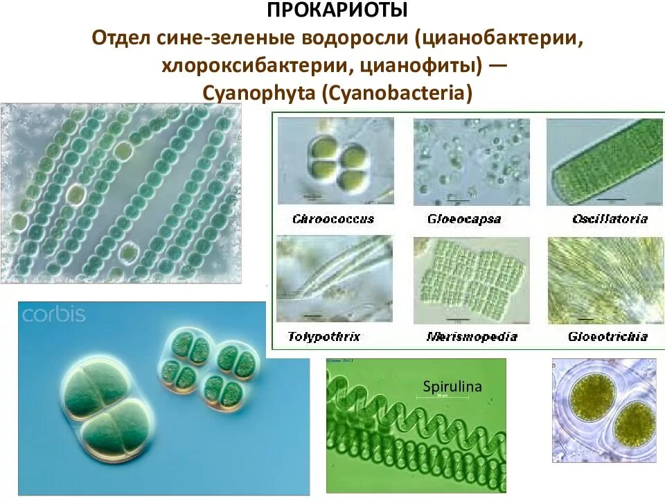Зеленые водоросли форма. Цианобактерии сине-зеленые водоросли. Синезеленые цианобактерии. Колониальные цианобактерии. Цианобактерии строение клетки.