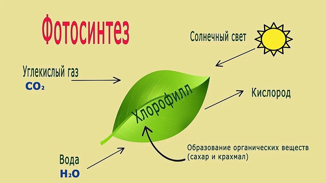 Дыхание происходит во всех живых клетках. Схема фотосинтеза 6. Схема процесса фотосинтеза 6 класс рисунок. Процесс фотосинтеза процесс. Схема фотосинтеза у растений.