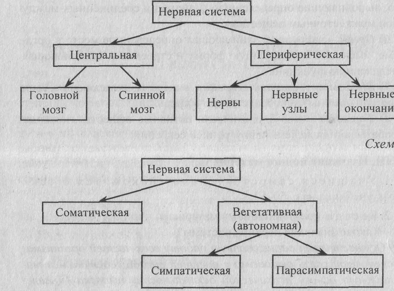 Нервная система типа представлена. Схема строения нервной системы. схема отражающая структуру нервной системы. виды нервной системы схема. нервная система человека схема 8 класс.