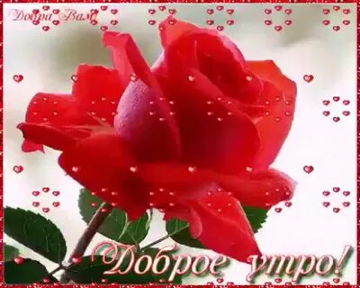 Открытки доброго дня с розами
