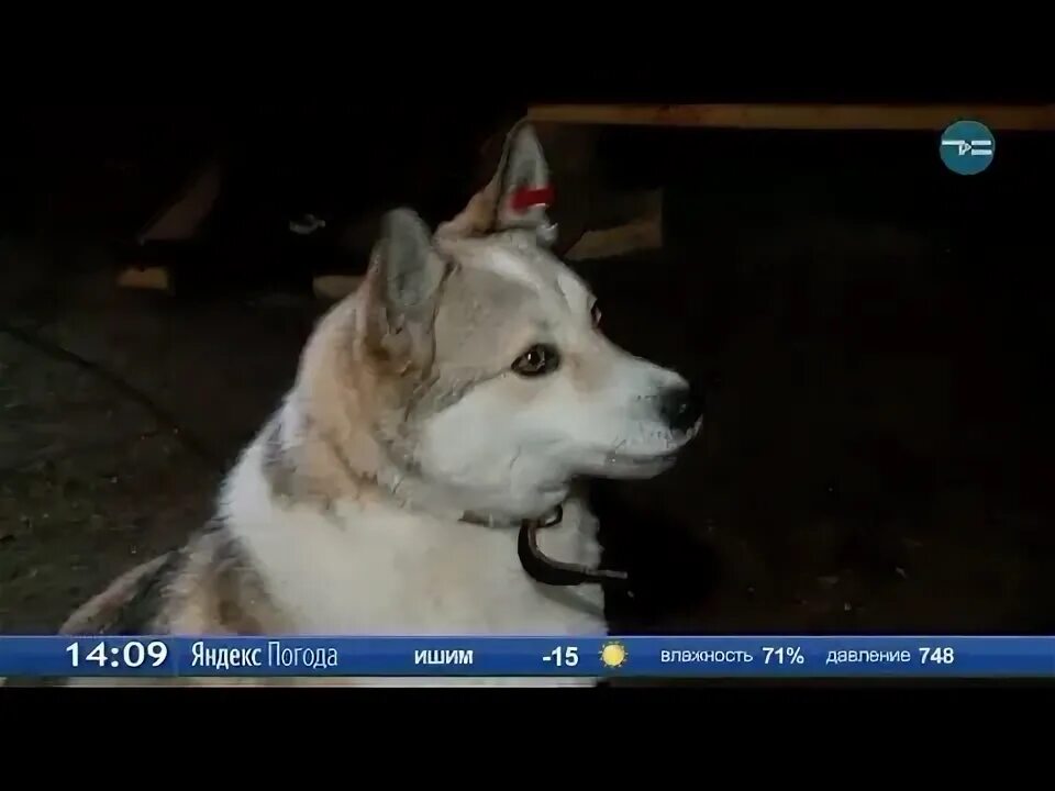 Приют волчок