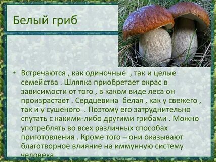 Белые грибы это какие