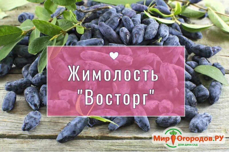 Жимолость Восторг (контейнер С3, h20-40) - Коммуна Флора