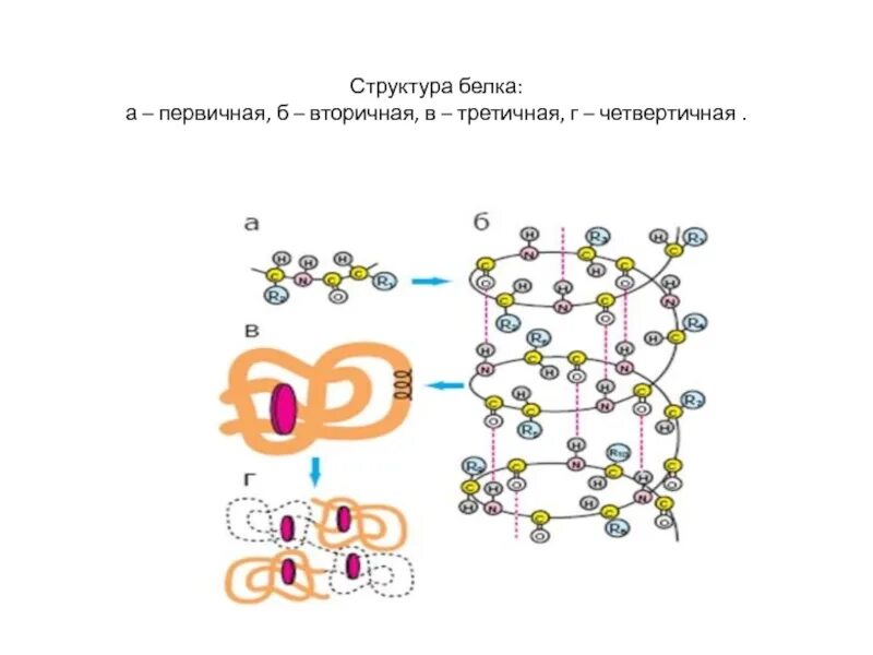 Вторичную структуру белка определяют. Первичная структура белка вторичная структура белка третичная. Строение белка первичная вторичная третичная четвертичная структура. Структура белка первичная вторичная третичная четвертичная белка. Структуры молекулы белка первичная вторичная третичная.