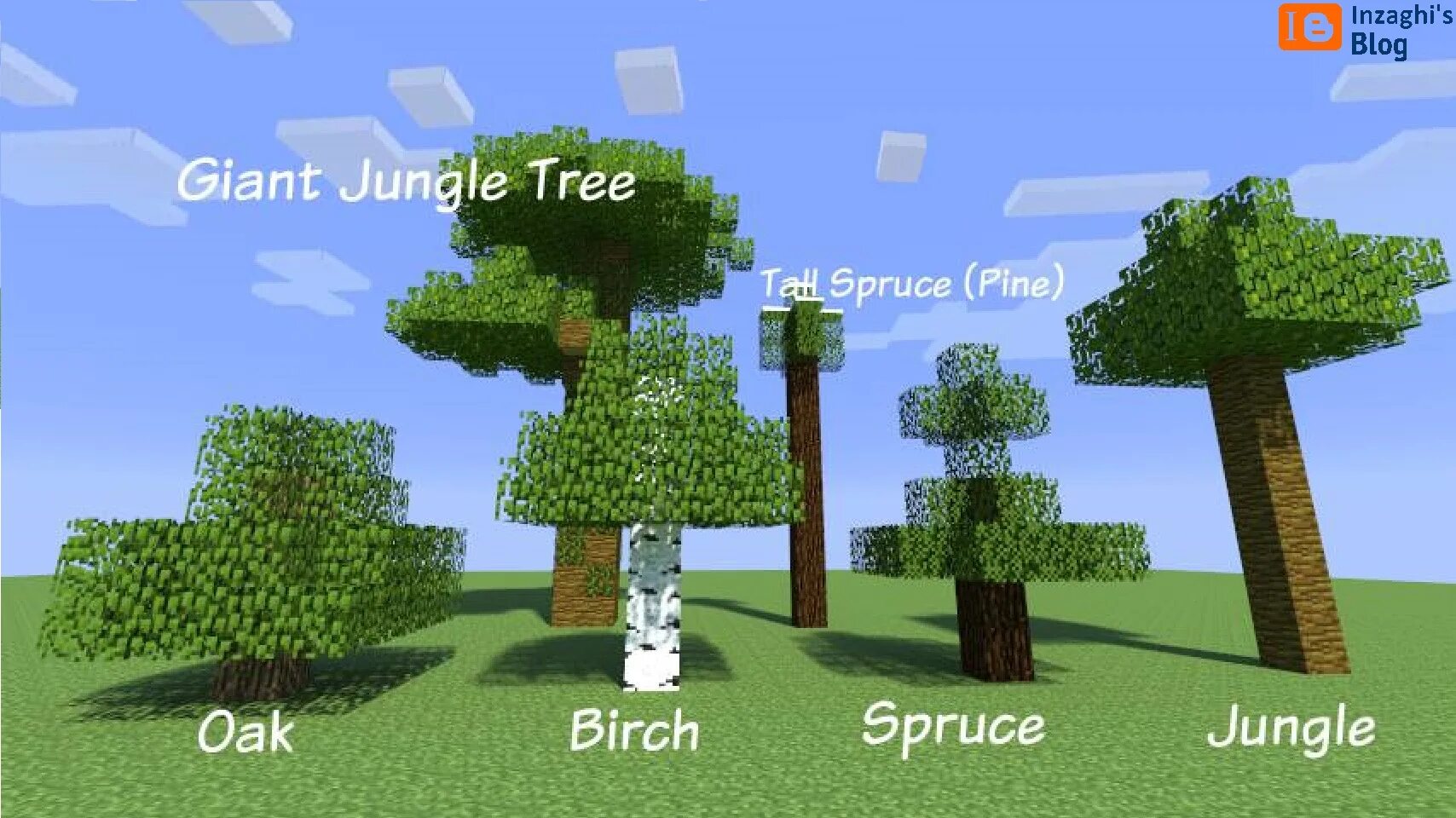 Высота майна. Spruce Sapling майнкрафт. Minecraft дерево фарм. Большие деревья майнкрафт. Джунгли дерево майнкрафт.