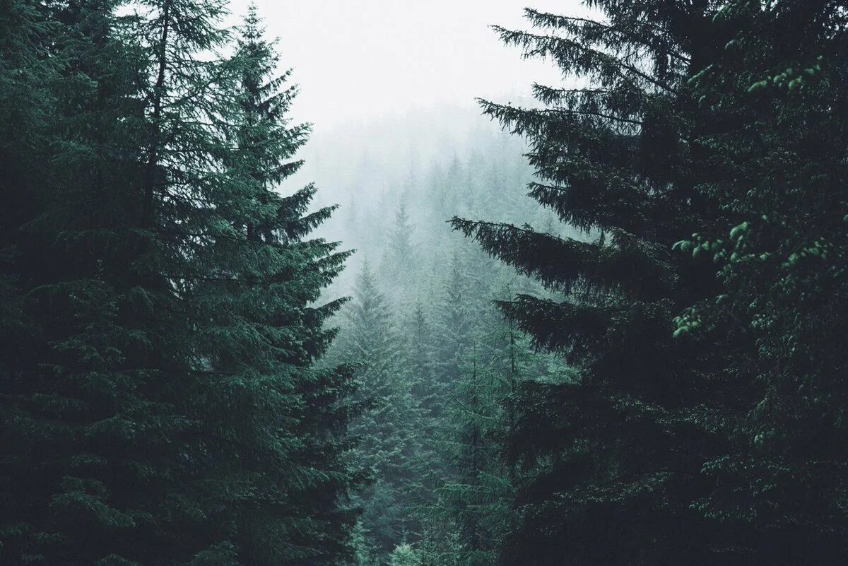 Мрачный еловый лес. Лес Триллемарка-Роллагсфьелл. Твин пикс лес. Темный еловый лес.
