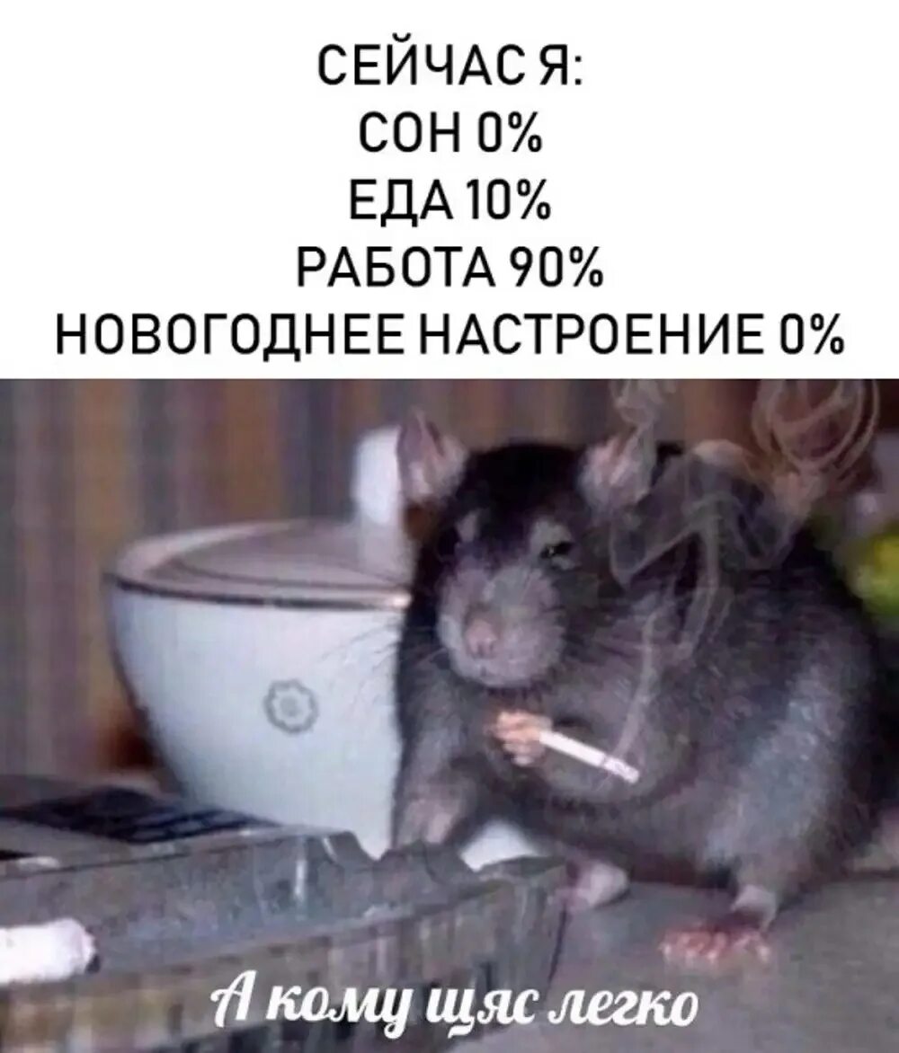 А кому щас легко мем крыса. А кому щас легко. А кому щас легко паук. А кому щас легко. Крыса курит.