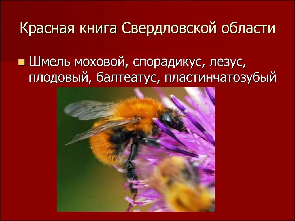 Красная книга россии свердловская область. Шмель спорадикус красная книга. Шмель Моховой красная книга. Красная книга Свердловской области. Красная книга Урала.