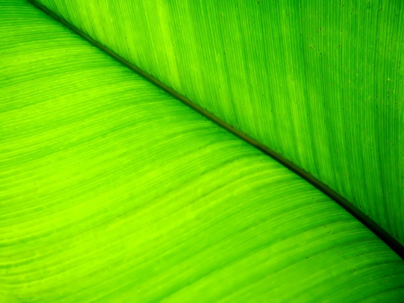 Цвет зеленый лист