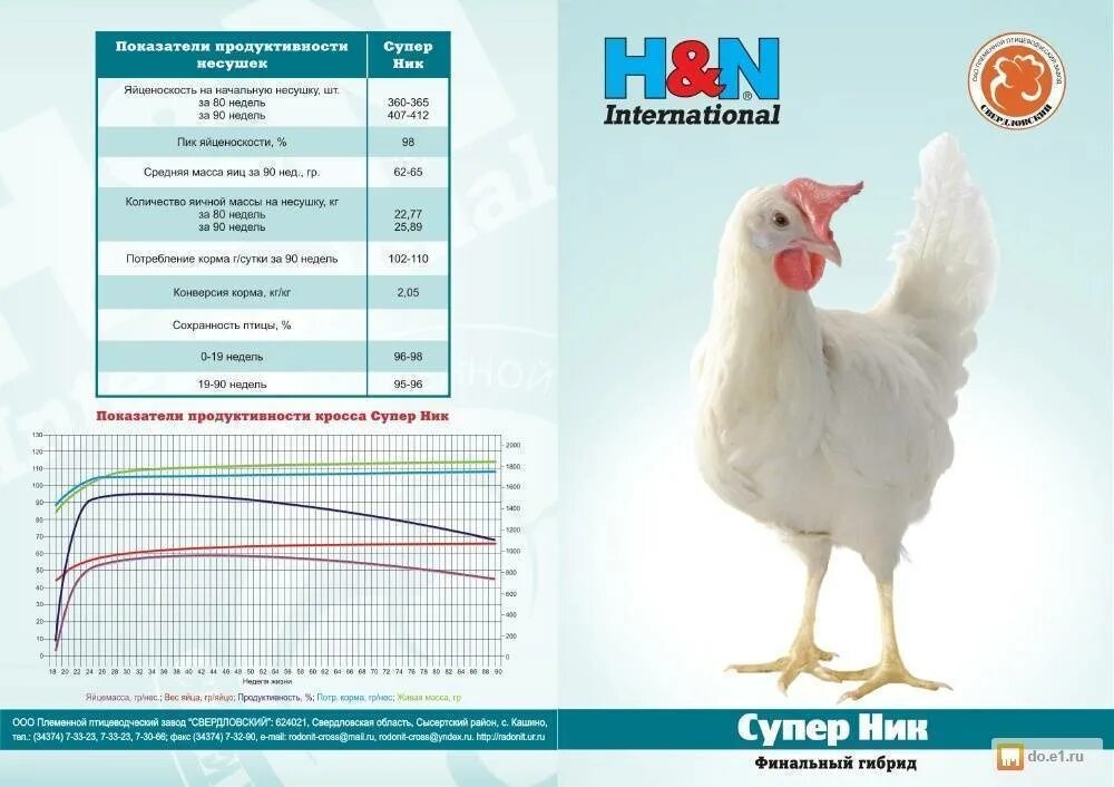 Куры супер ник. Куры бройлеры несушки породы. Несушки порода супер ник. Описание курицы.