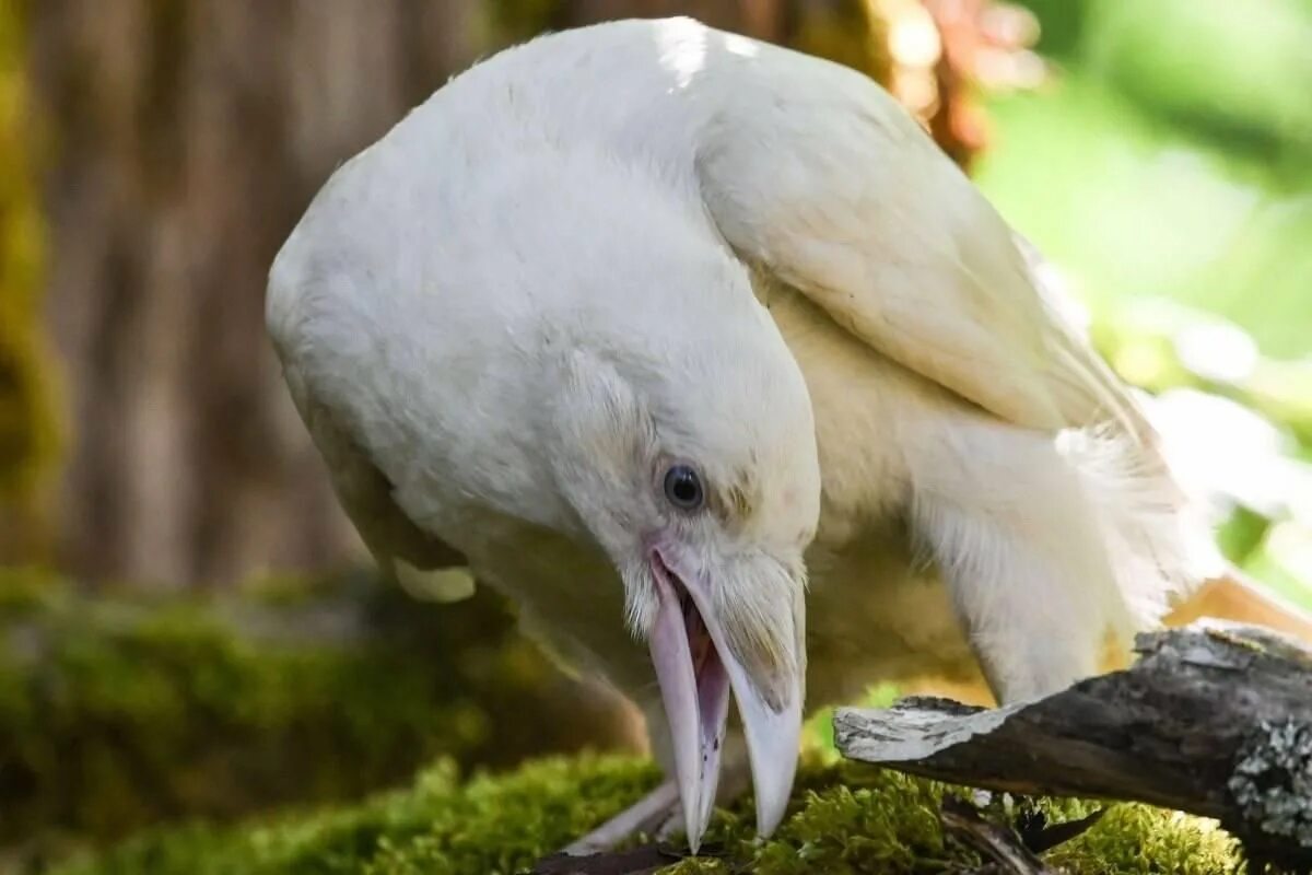Белая ворона альбинос. Сорока альбинос. Дубонос альбинос. Кукабарра альбинос. Птица объявится белая ворона