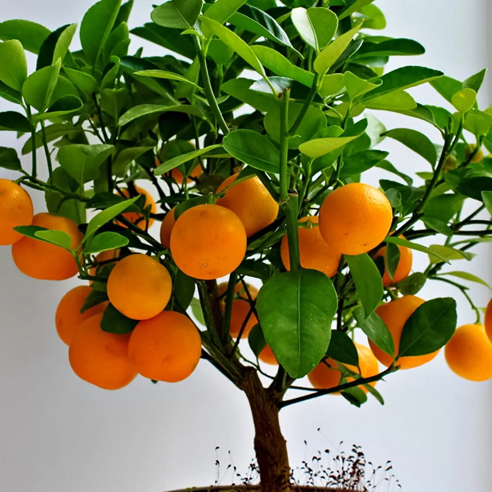 Мандарин уншиу комнатный. Мандариновое дерево. Прорастить мандарин. Карликовые мандарины. Мандарин из косточки.